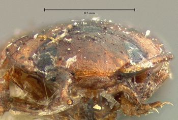 Media type: image;   Entomology 8227 Aspect: head frontal view